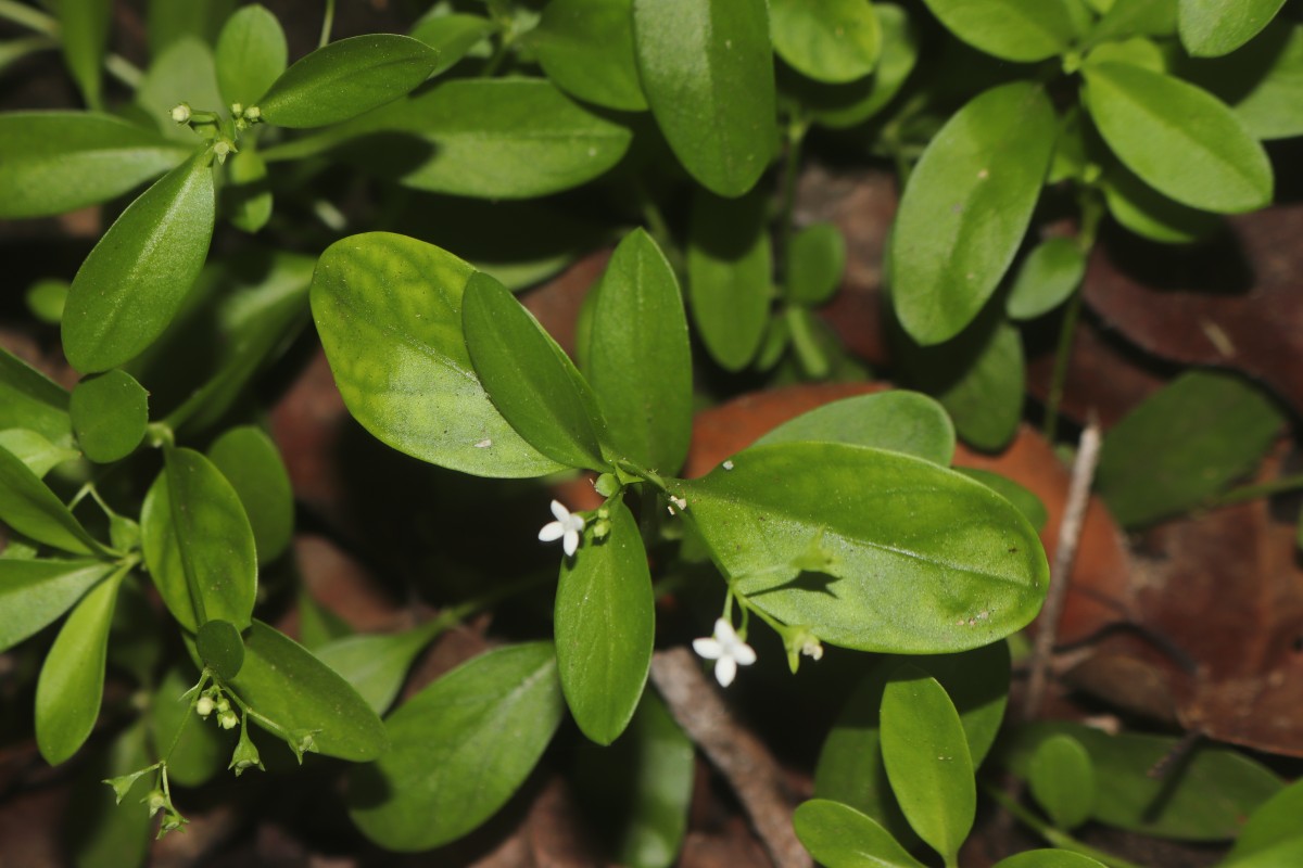 Leptopetalum